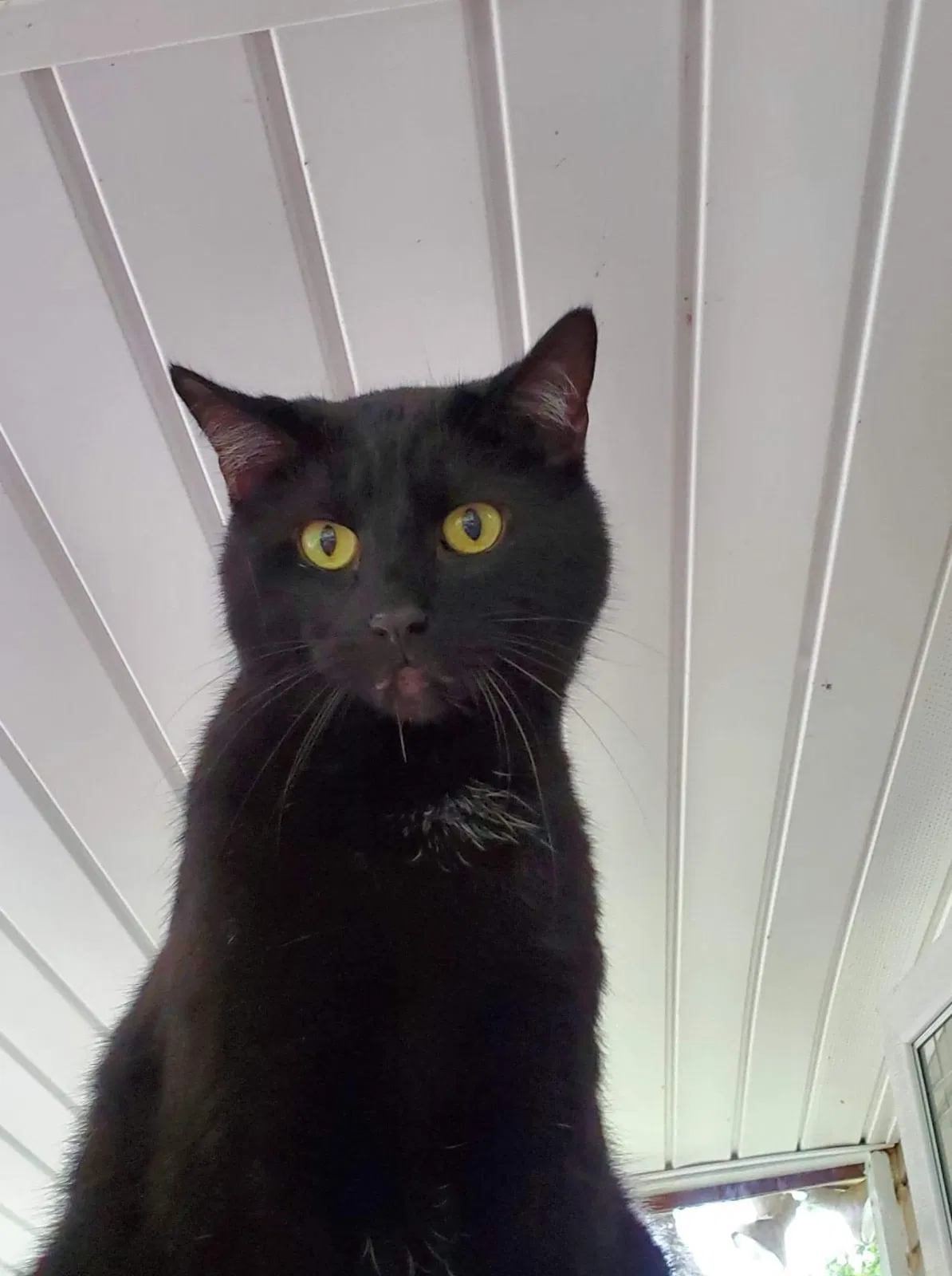 Lost cat in Chatsworth, GA, 30705