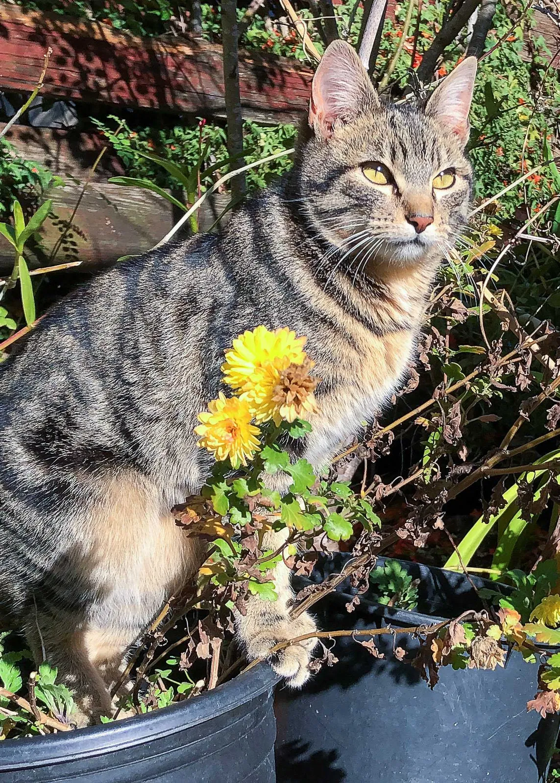 Lost cat in San Mateo, CA, 94403