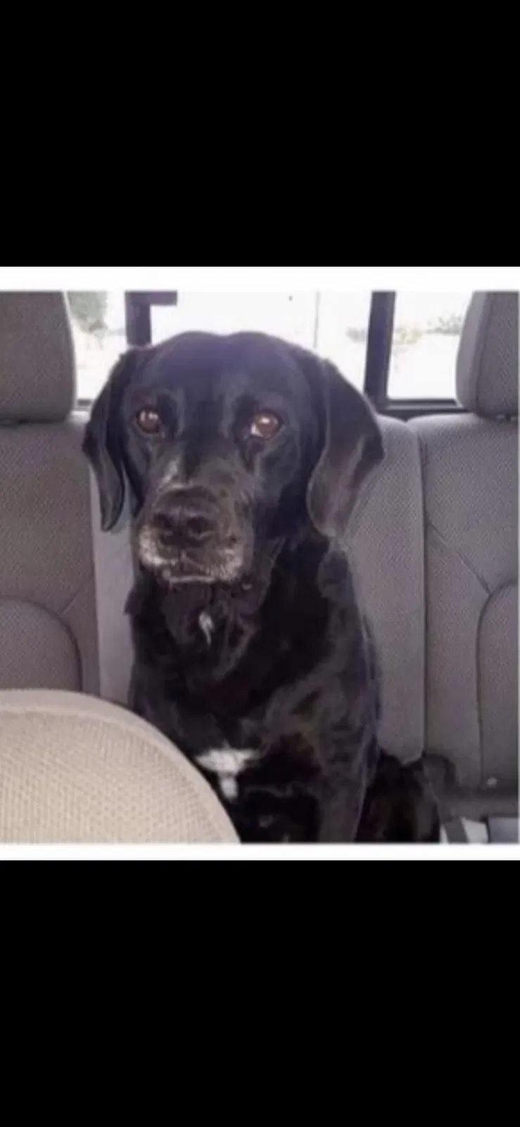 Lost dog in Bloomington, CA, 92316