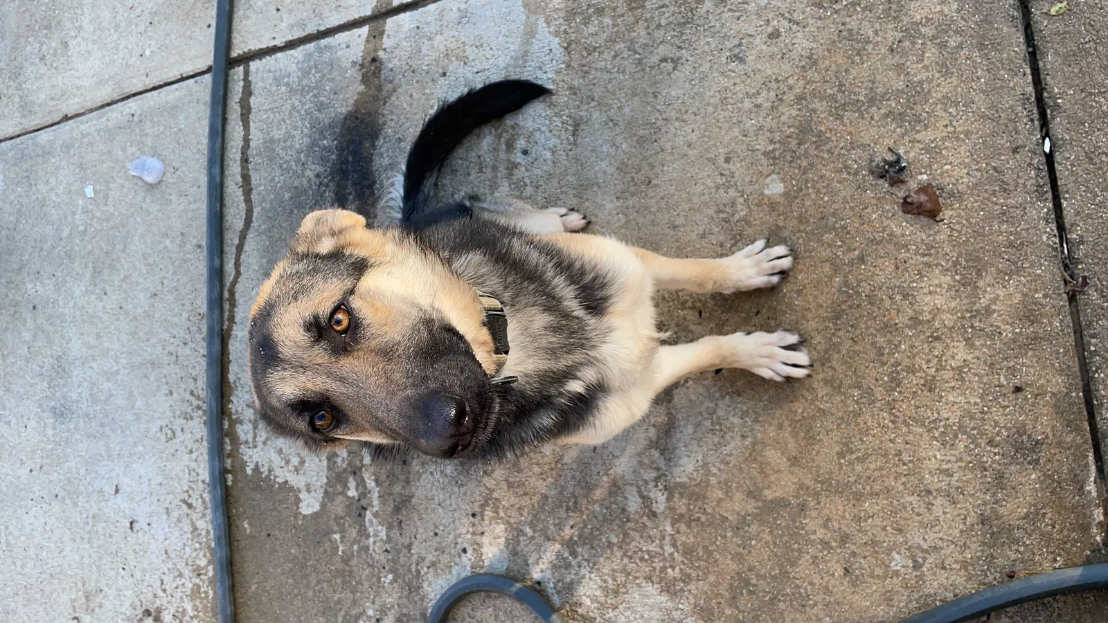 Lost dog in Rutland, MA, 1543