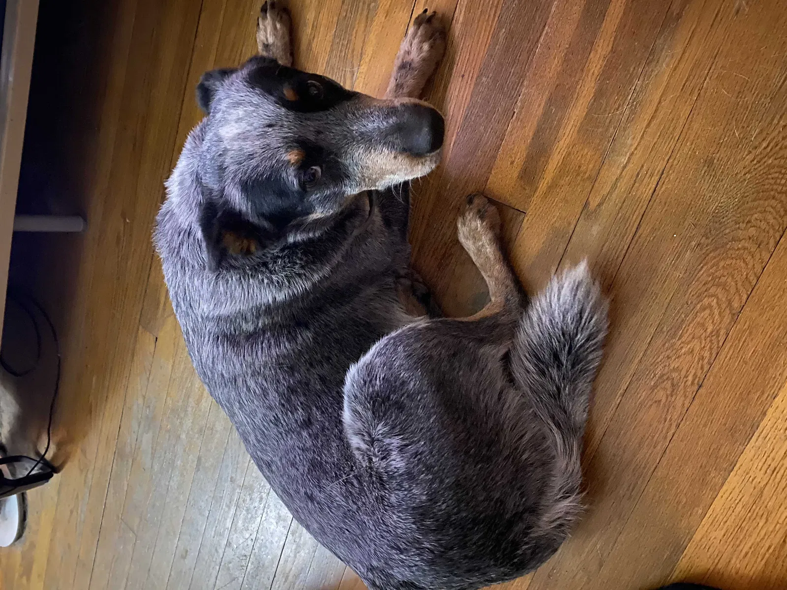 Lost dog in San Antonio, TX, 78213