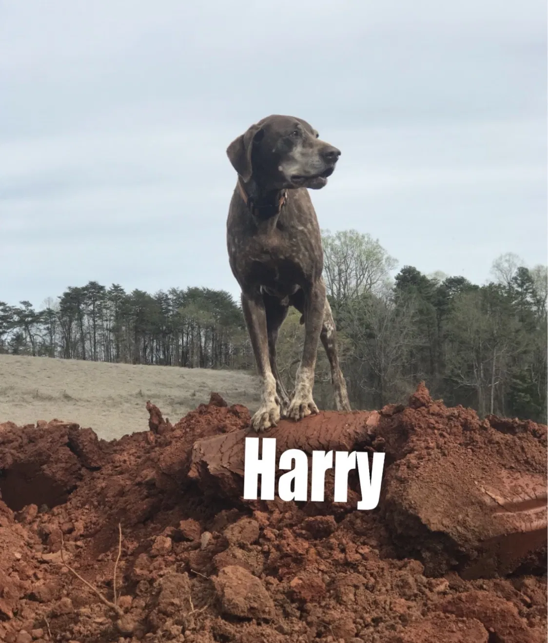 Lost dog in Vale, NC, 28168