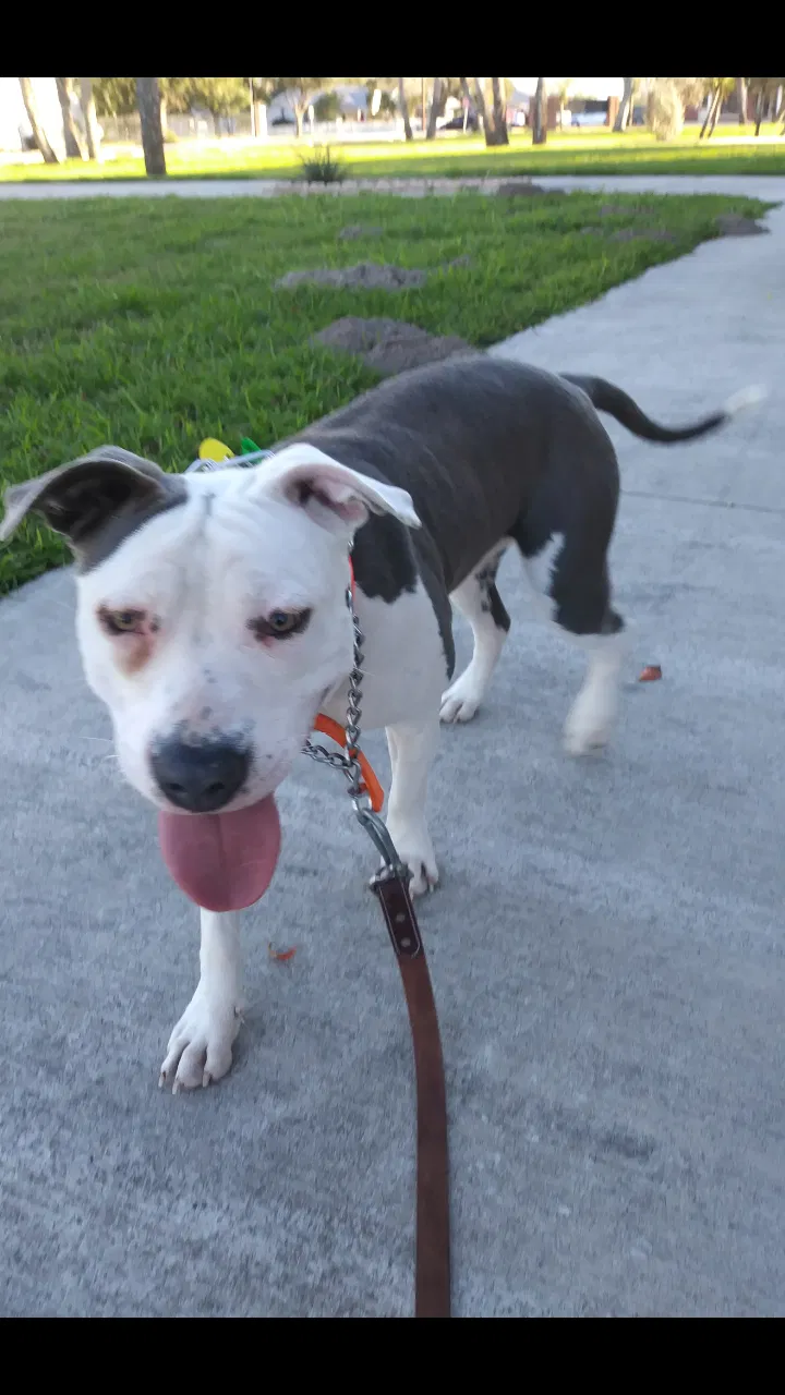Lost dog in Mcallen, TX, 78501