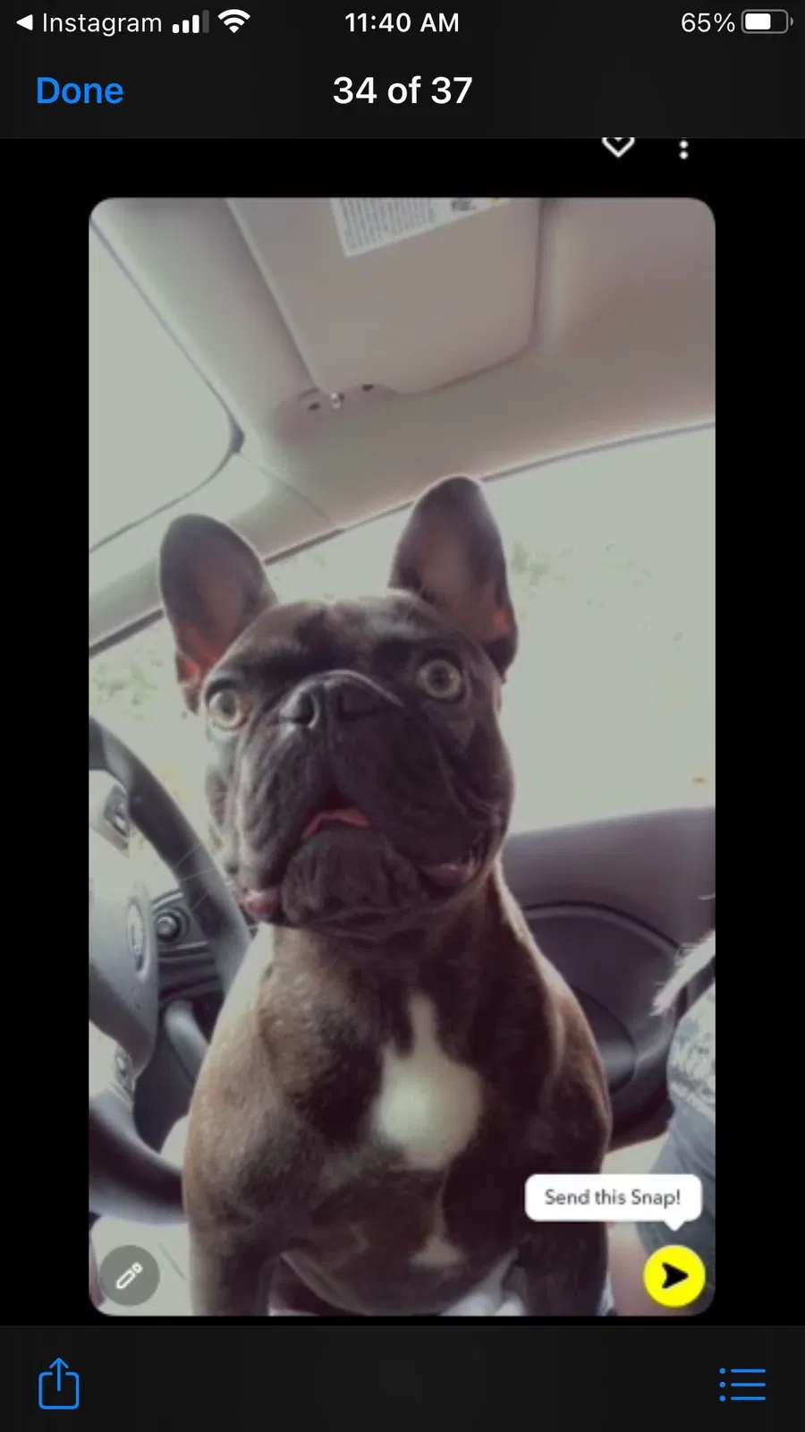 Lost dog in Cordova, TN, 38018