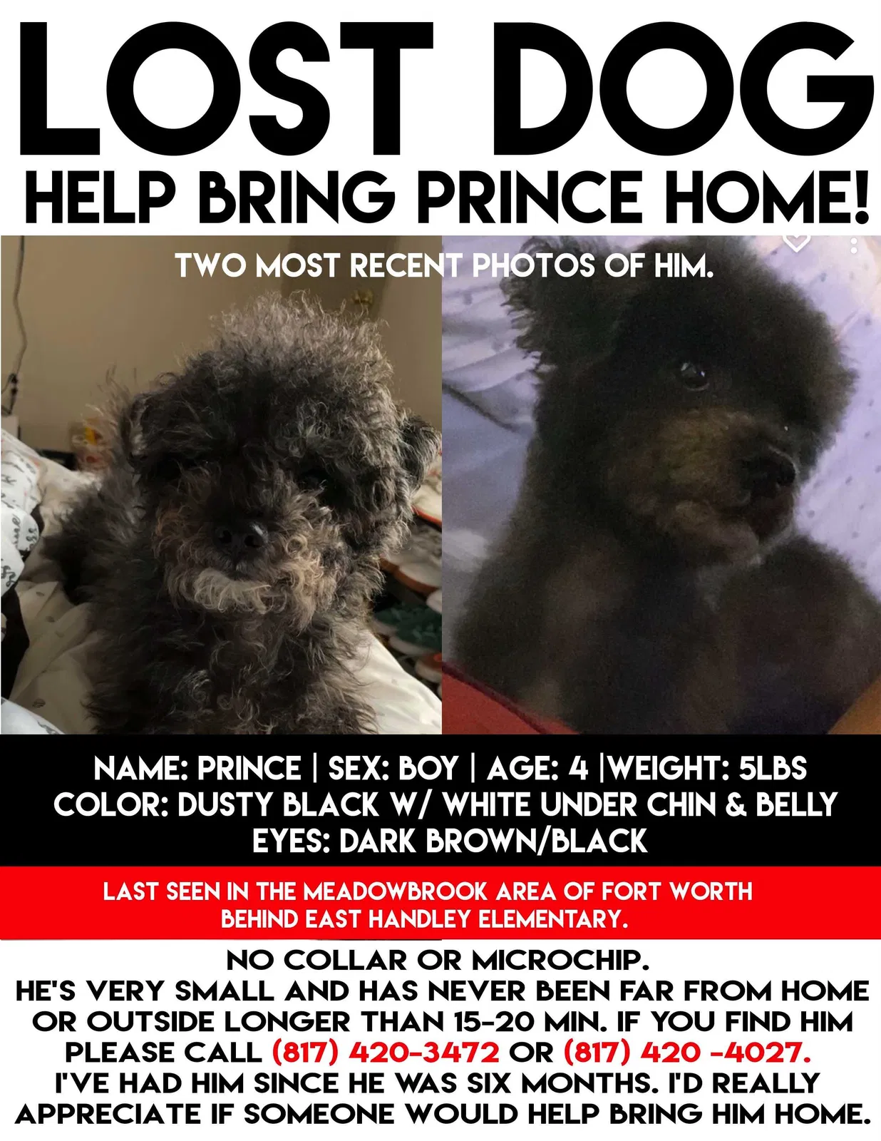 Lost dog in Fort Worth, TX, 76112