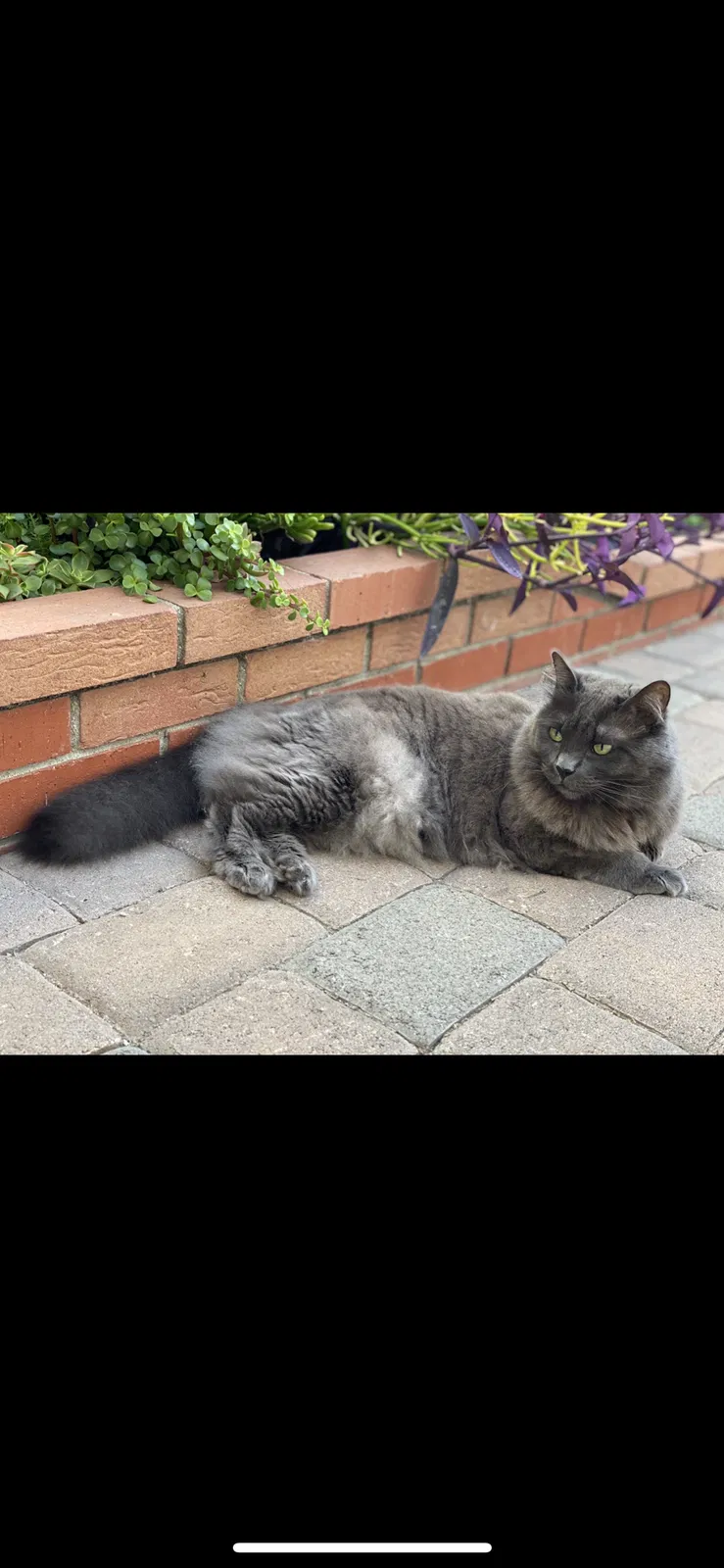Lost cat in Huntington Beach, CA, 92649