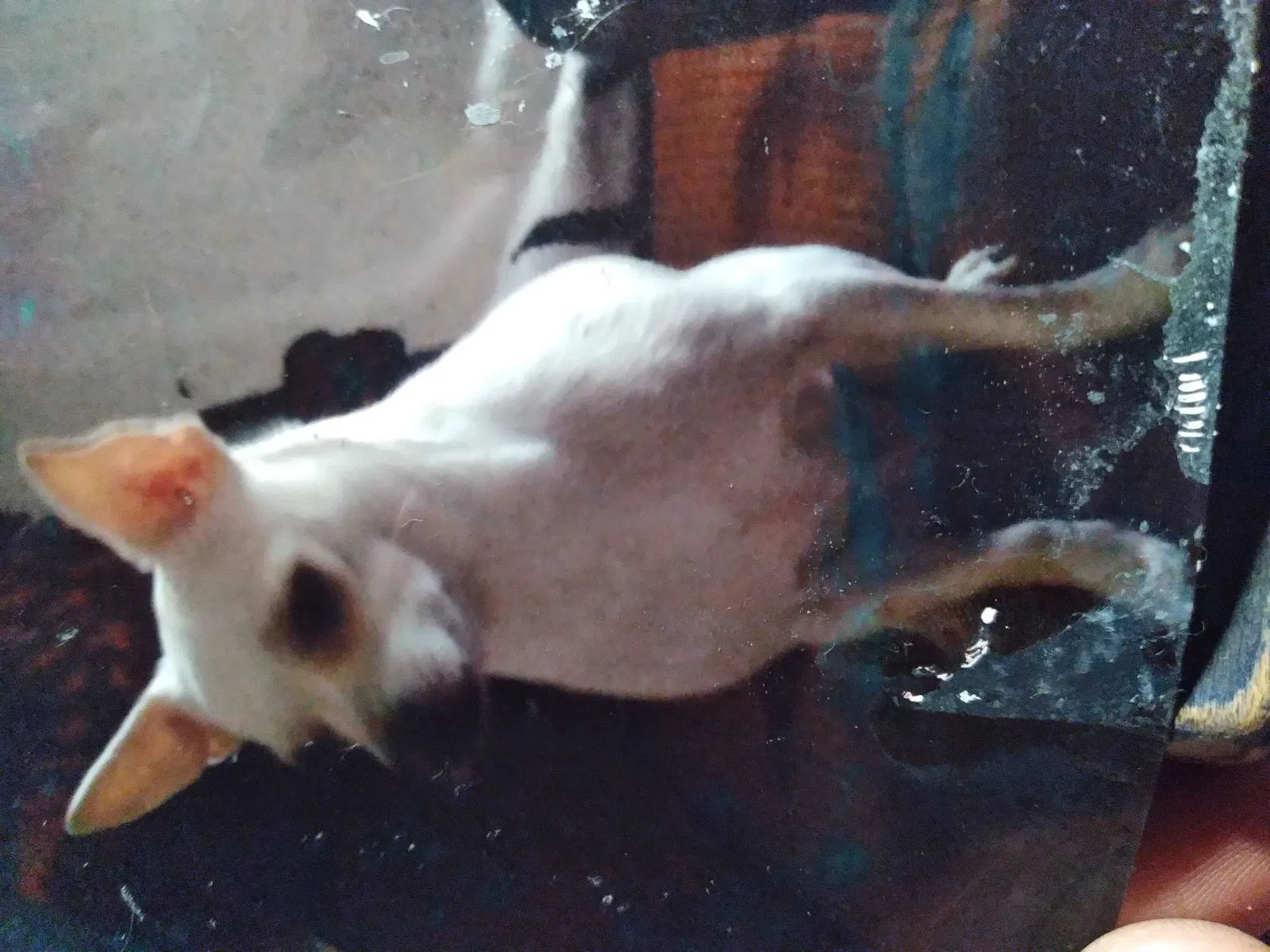 Lost dog in Haltom City, TX, 76117