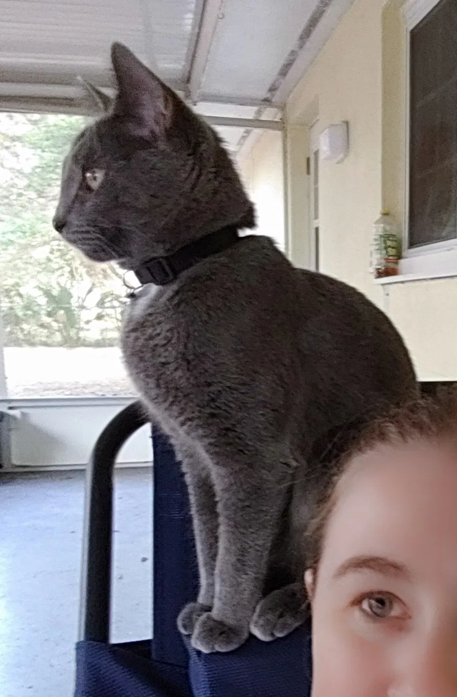 Lost cat in Homosassa, FL, 34446
