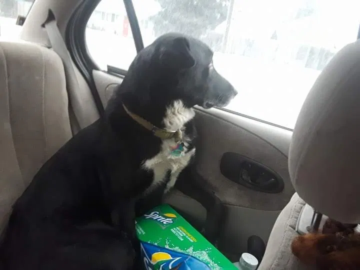 Lost dog in Anchorage, AK, 99517