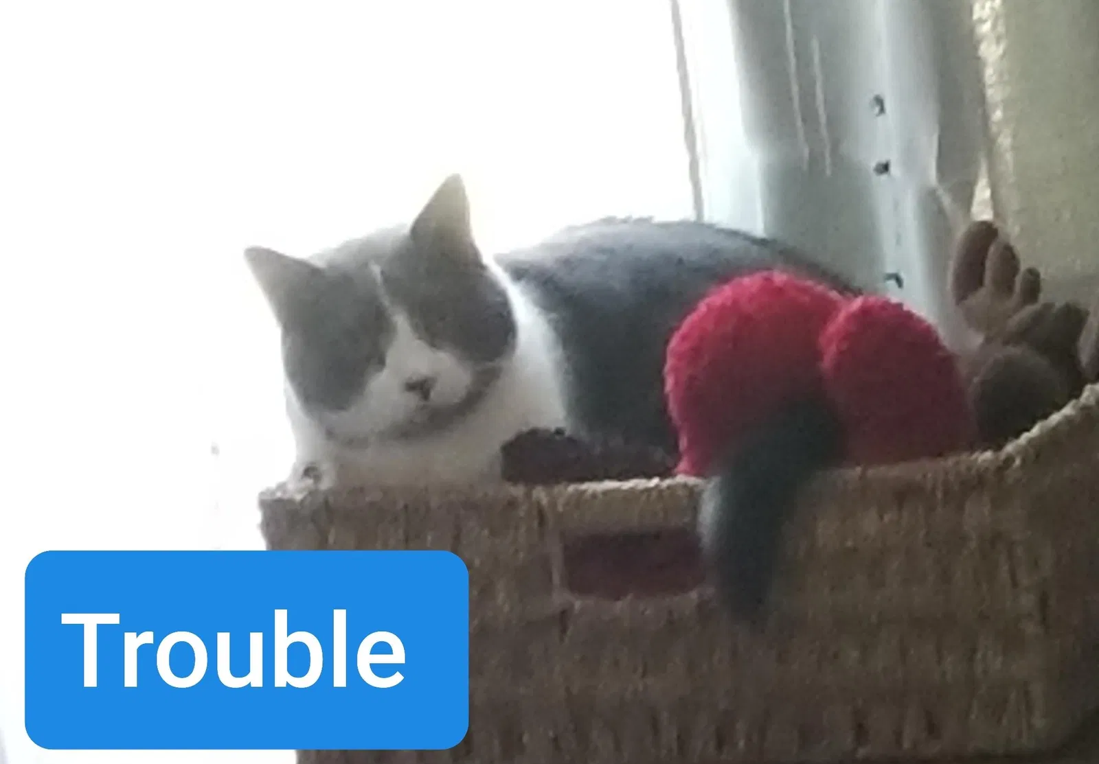 Lost cat in Kilgore, TX, 75662