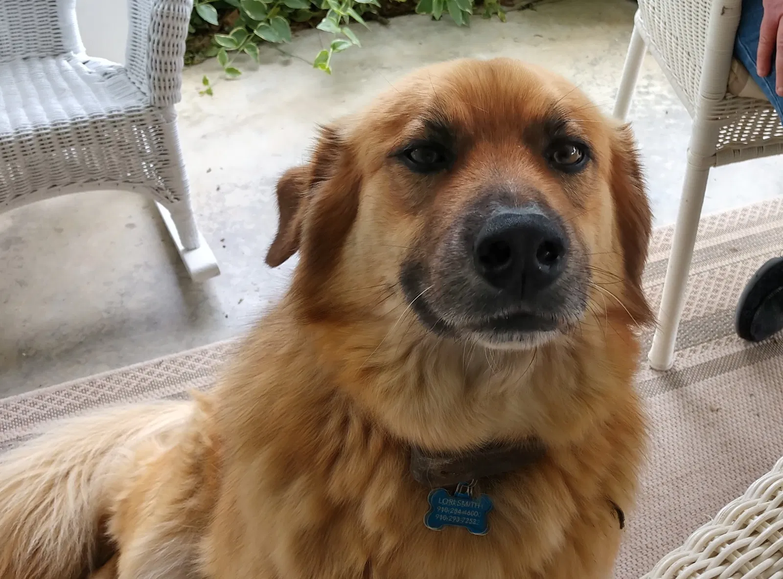 Lost dog in Warsaw, NC, 28398