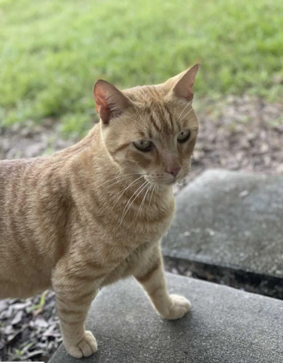Lost cat in Mary Esther, FL, 32569