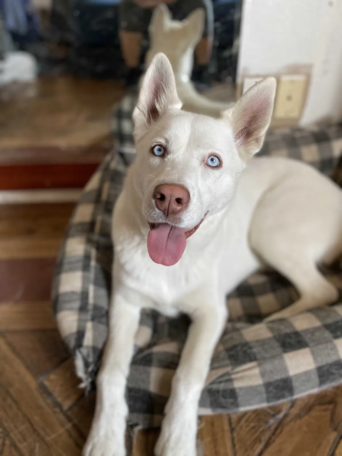 Lost dog in Whittier, CA, 90605