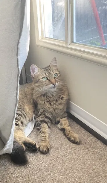 Lost cat in New Orleans, LA, 70117