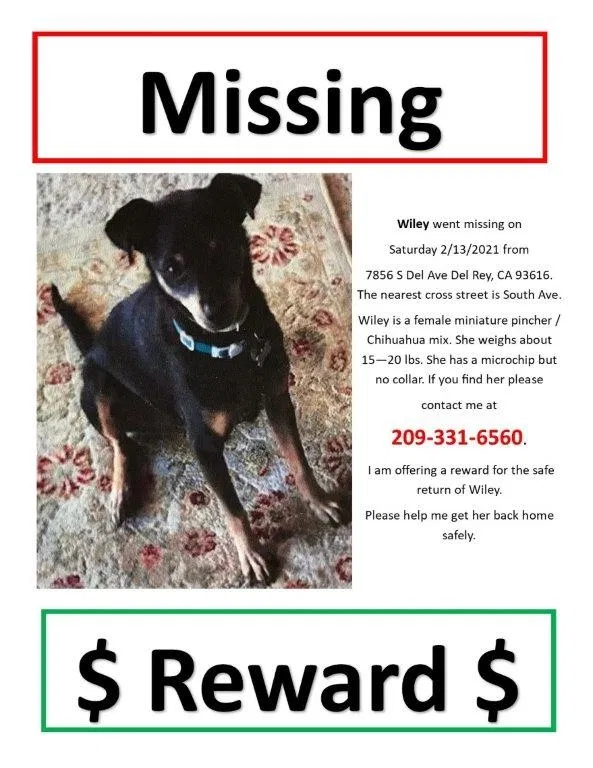Lost dog in Del Rey, CA, 93616