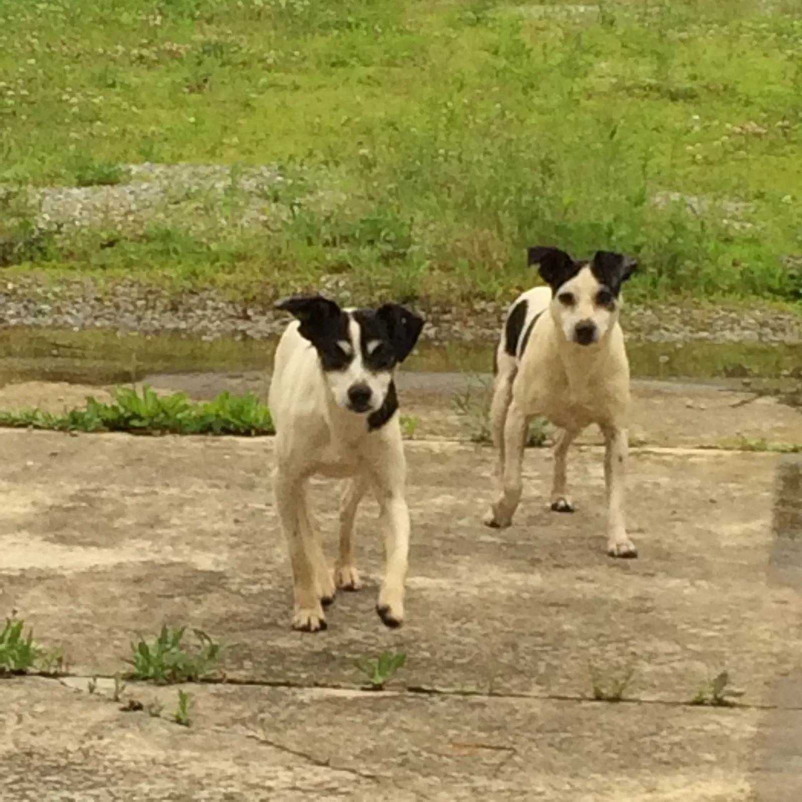 Lost dog in Greens Fork, IN, 47345
