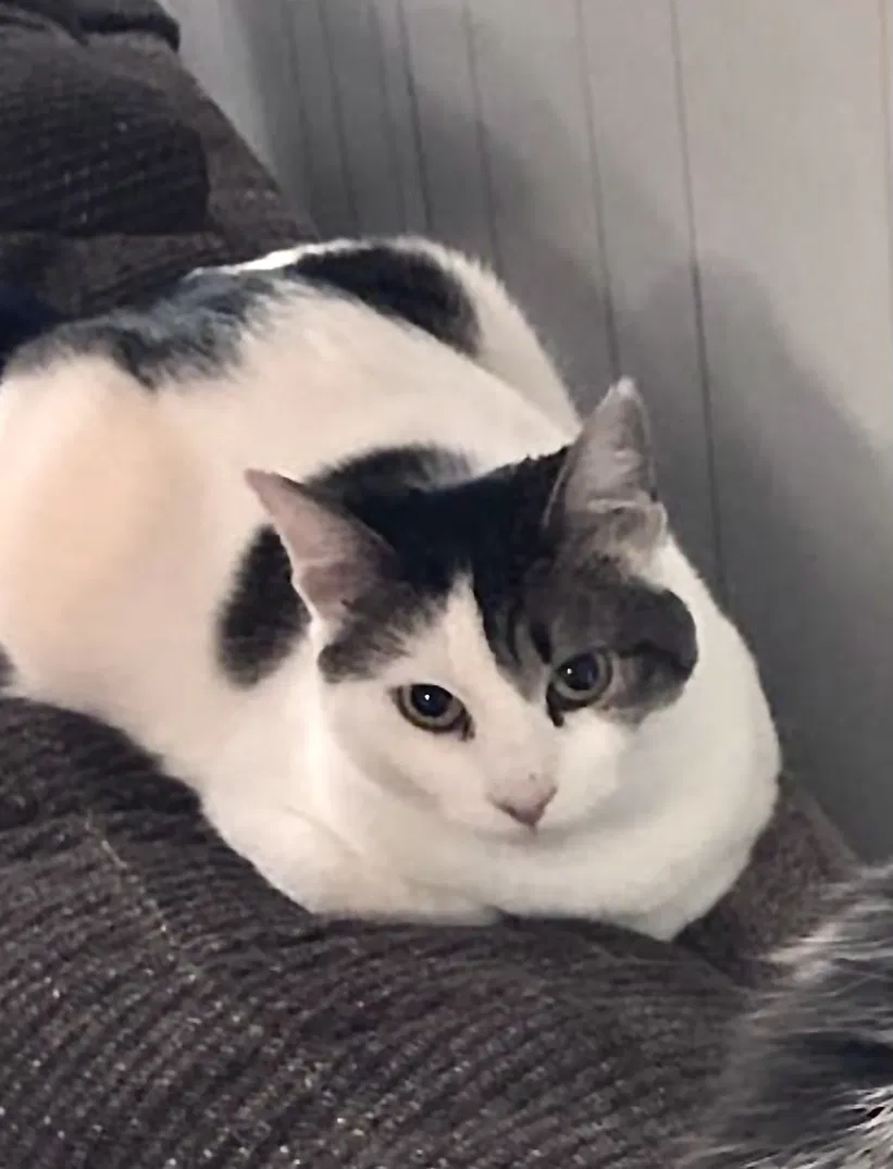 Lost cat in Fayetteville, AR, 72701