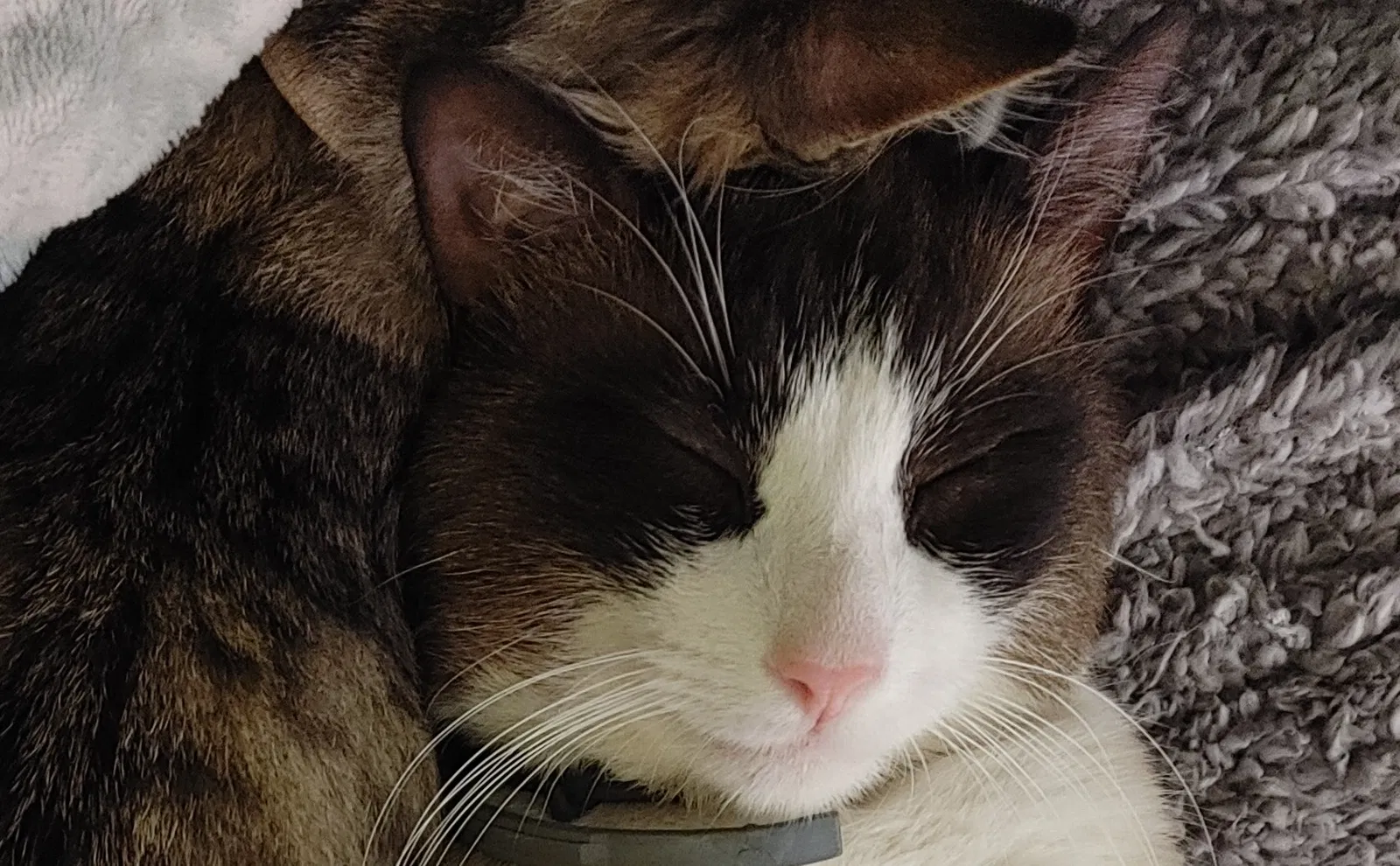 Lost cat in Saint Louis, MO, 63116