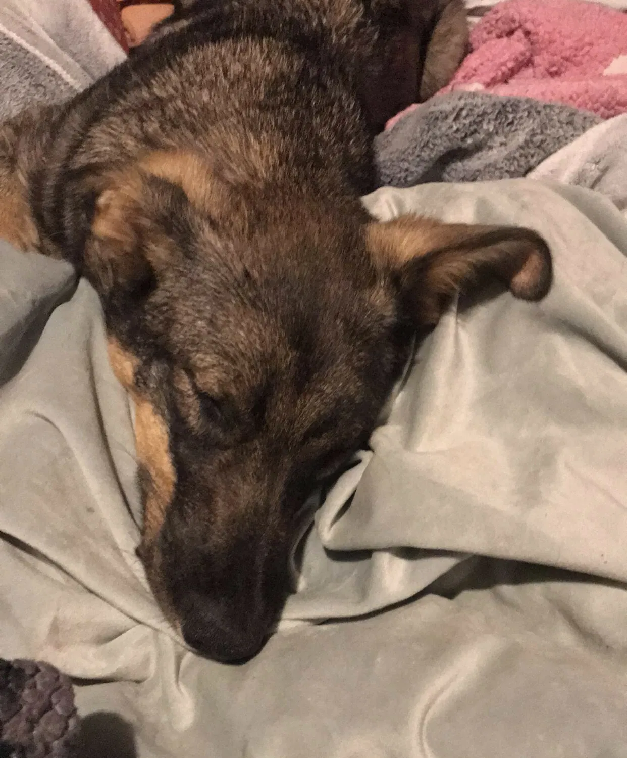Lost dog in Sharpsburg, KY, 40374