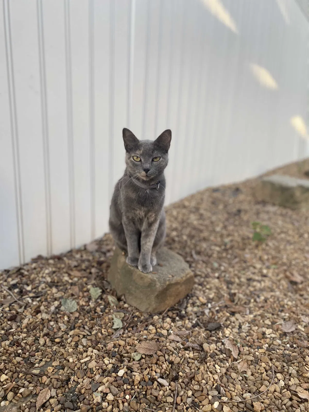 Lost cat in Fort Worth, TX, 76112