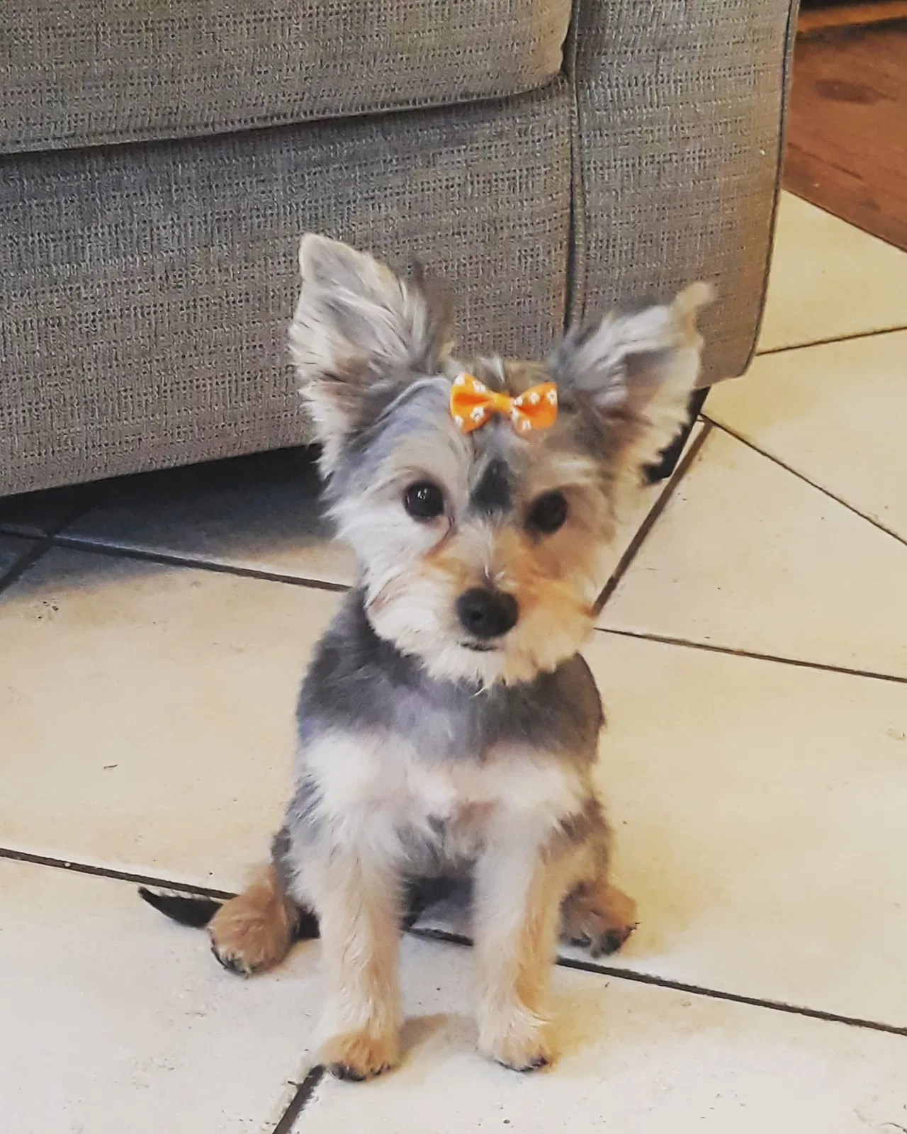 Lost dog in Los Angeles, CA, 90063