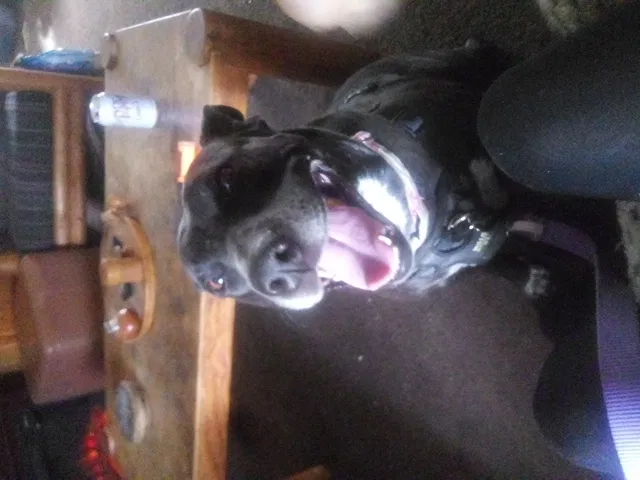 Lost dog in Albuquerque, NM, 87106