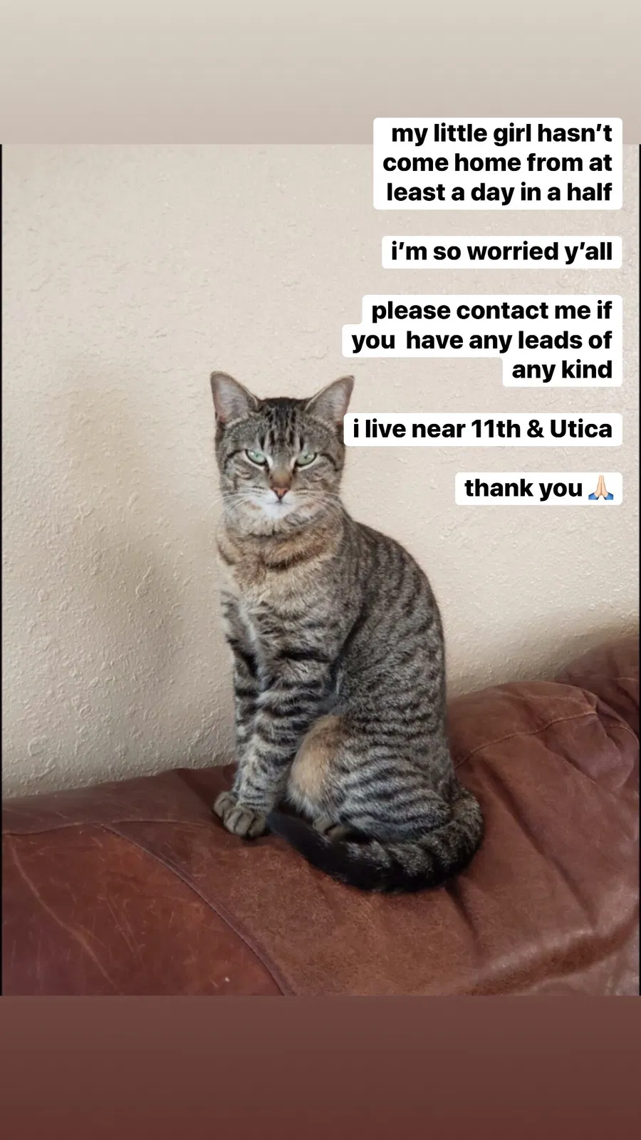 Lost cat in Tulsa, OK, 74104