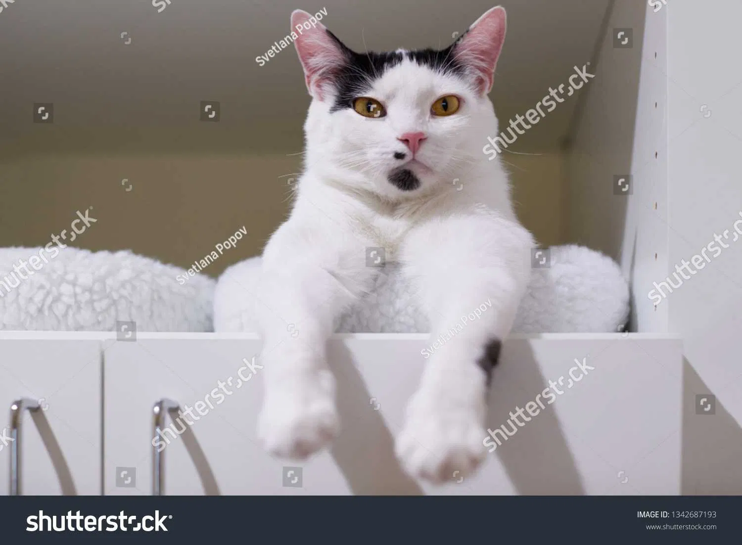 Lost cat in White Hall, AR, 71602