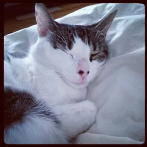 Lost cat in Syracuse, NY, 13210