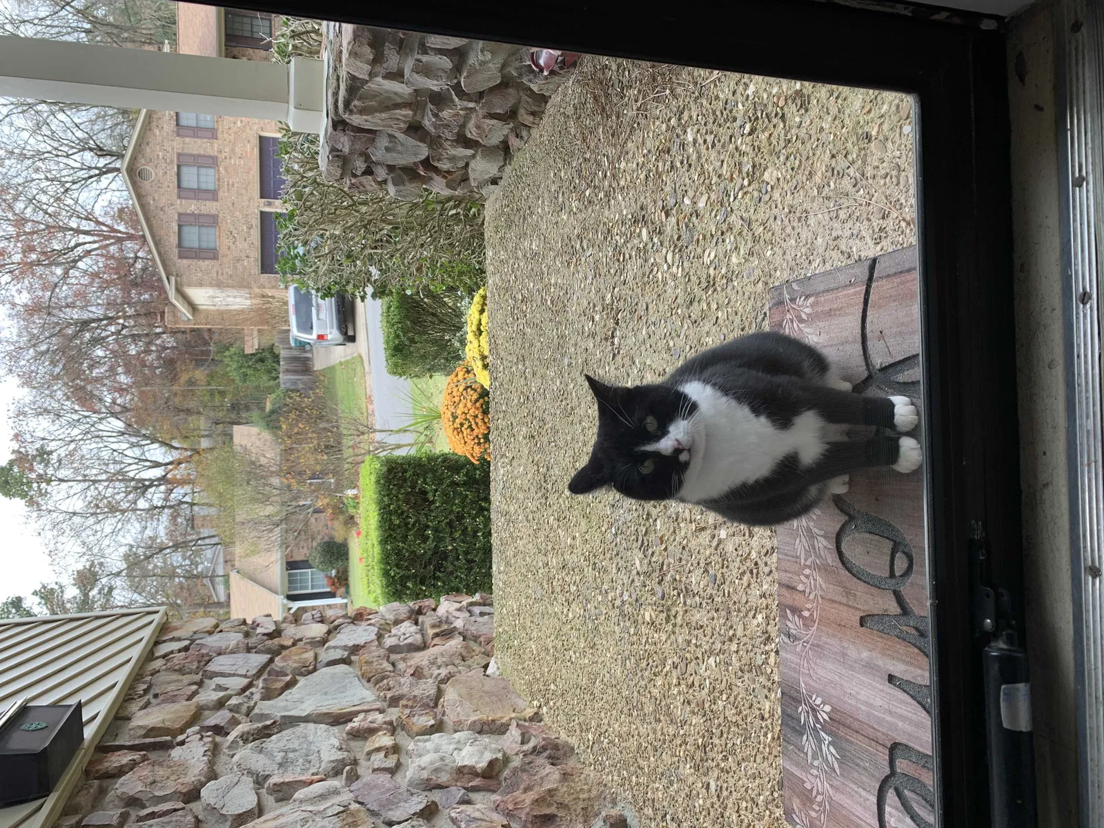 Lost cat in Little Rock, AR, 72227