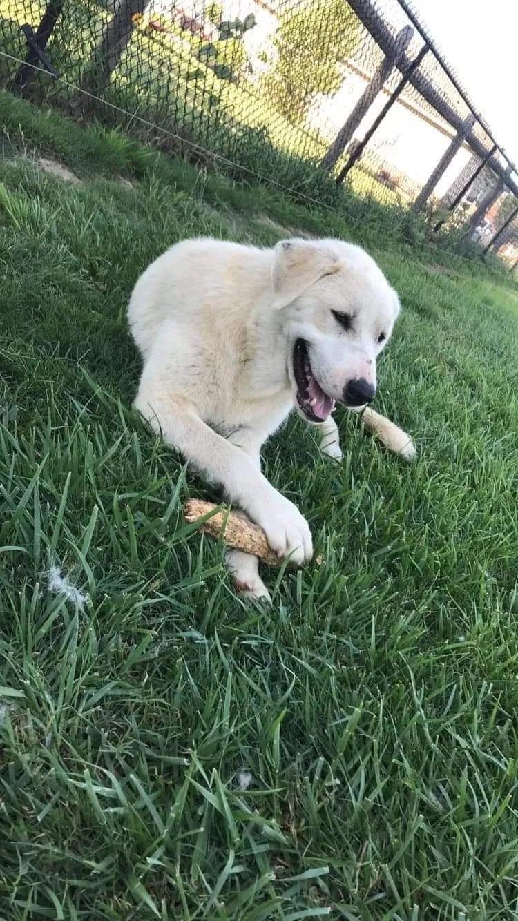 Lost dog in Claremore, OK, 74017