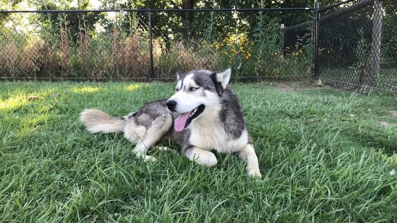 Lost dog in Claremore, OK, 74017