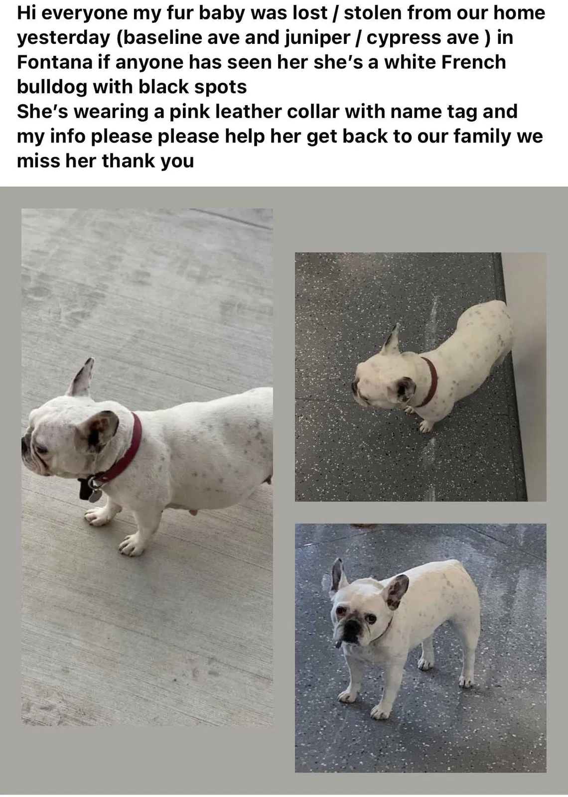 Lost dog in Fontana, CA, 92336