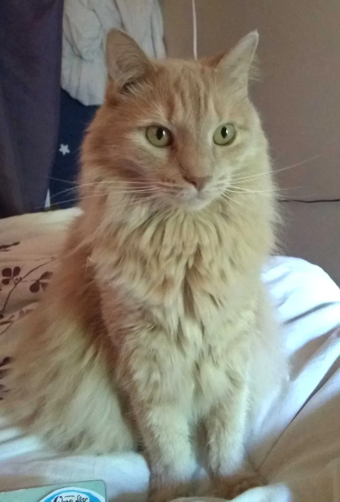 Lost cat in Minneapolis, MN, 55408