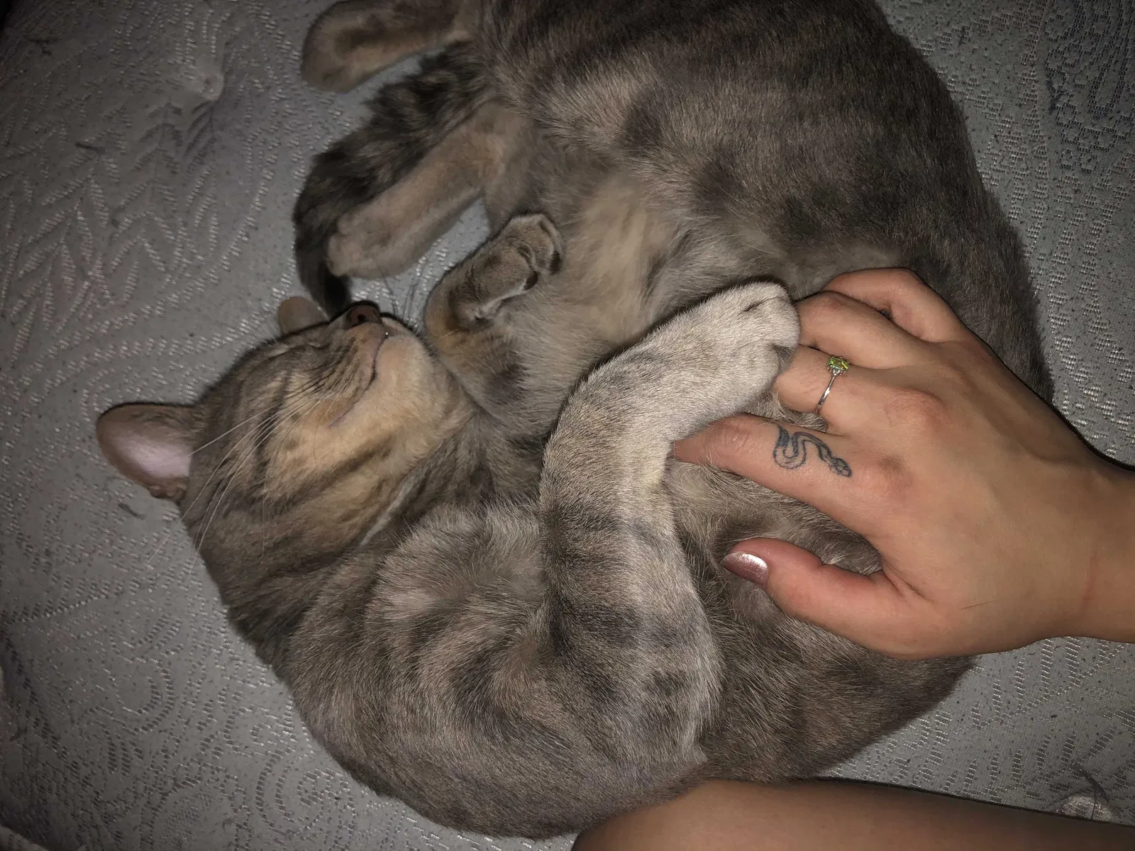 Lost cat in Mesa, AZ, 85206