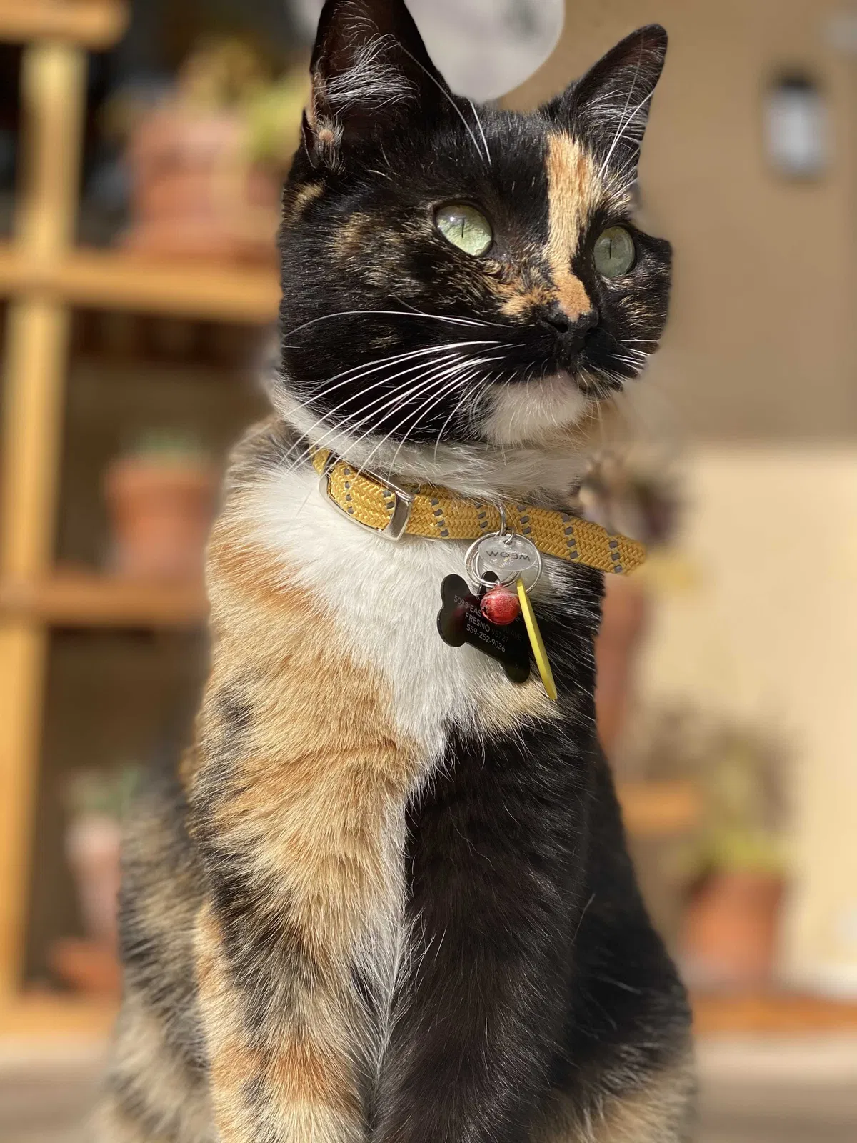Lost cat in Fresno, CA, 93727