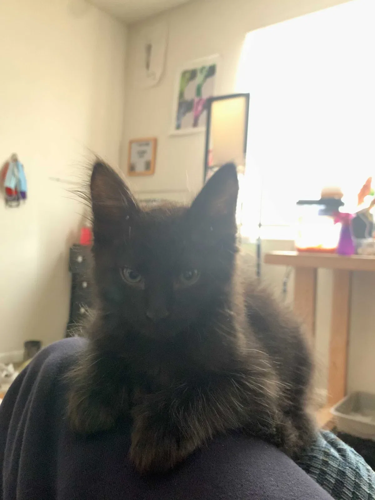 Lost cat in El Paso, TX, 79902