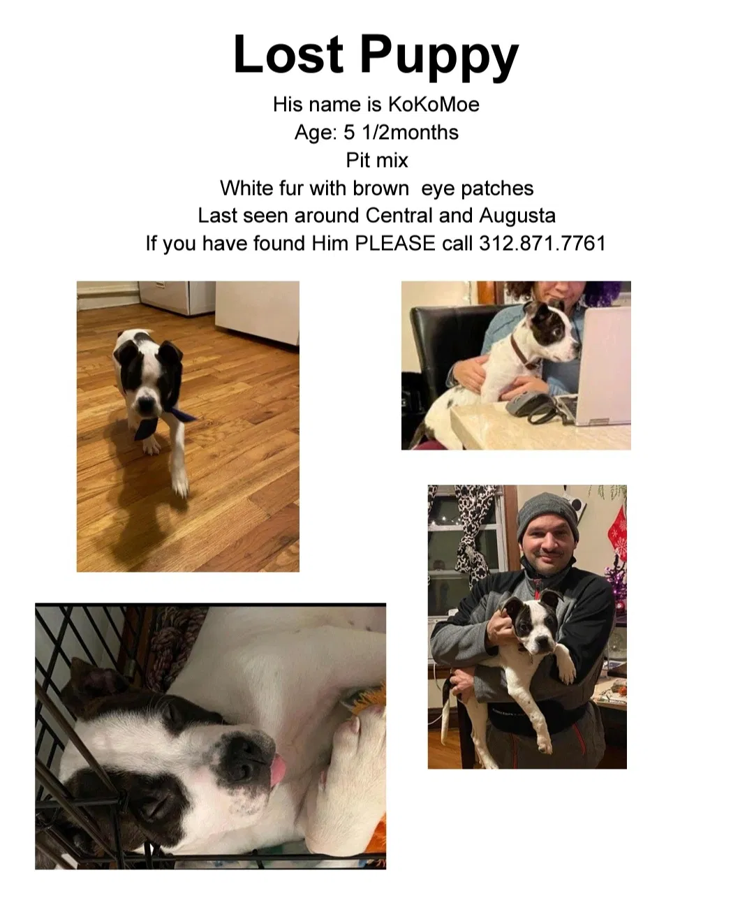 Lost dog in Chicago, IL, 60651