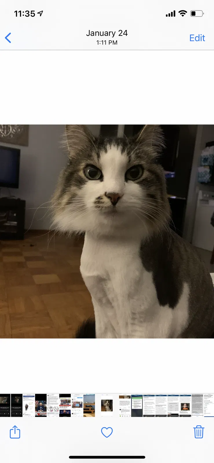 Lost cat in Piedmont, OK, 73078