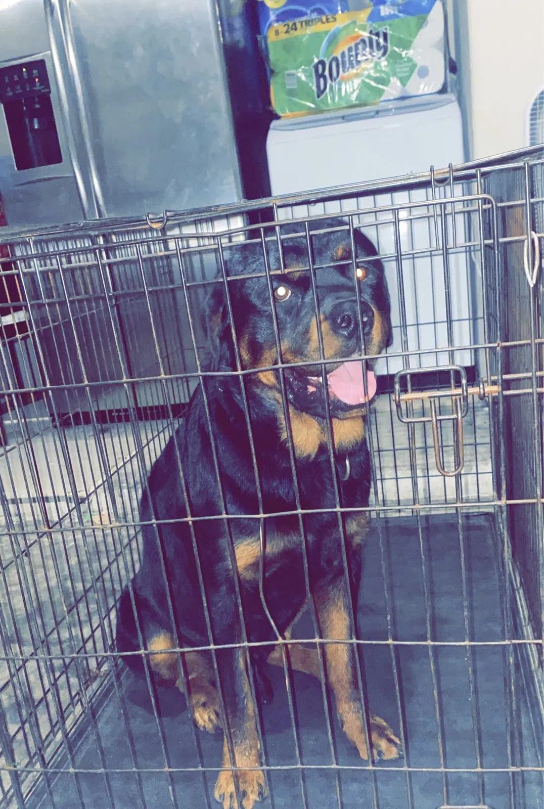 Lost dog in Humble, TX, 77396