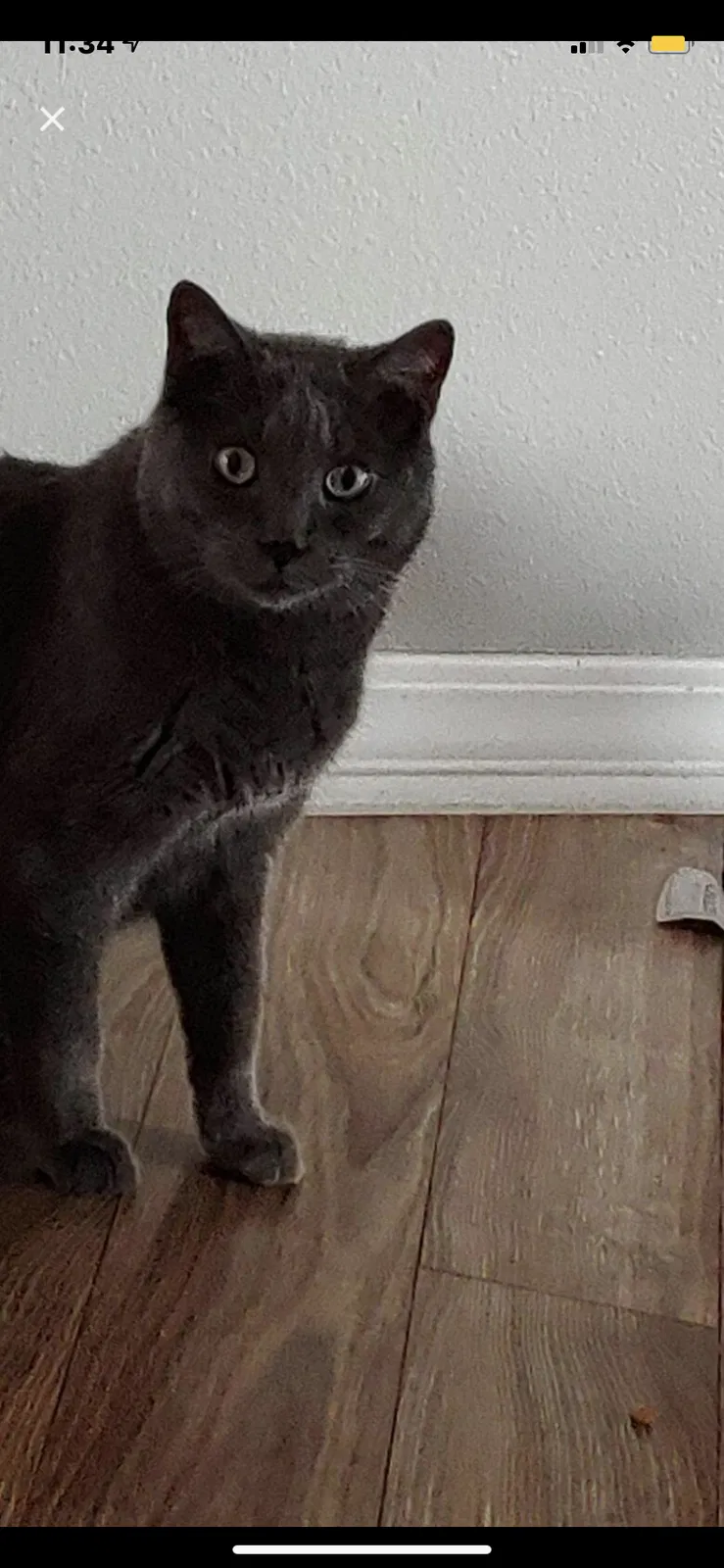 Lost cat in Pensacola, FL, 32507