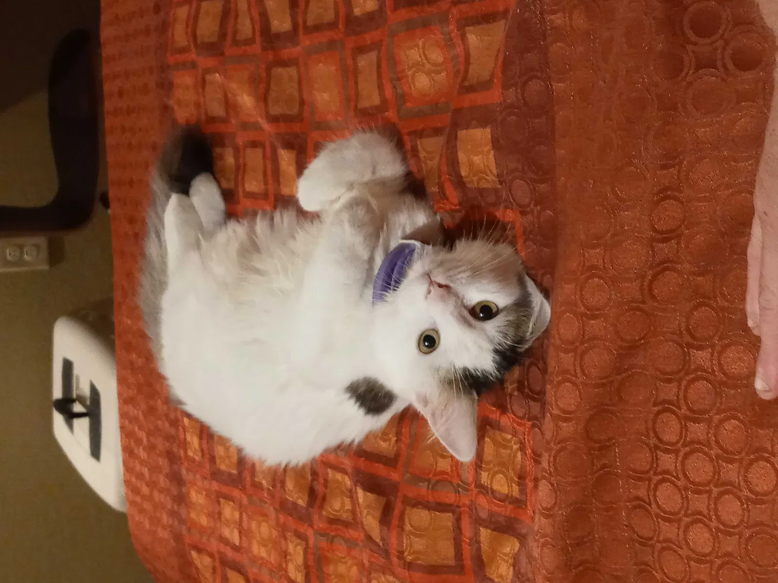 Lost cat in Raleigh, NC, 27610