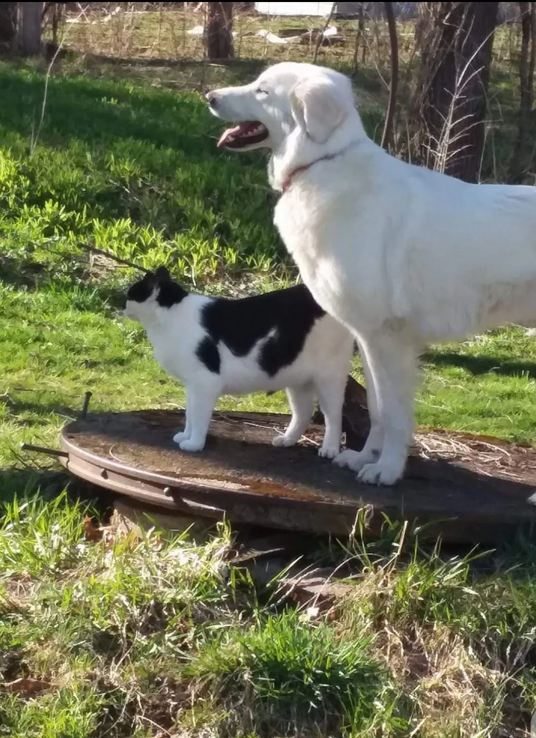 Lost cat in Biloxi, MS, 39531