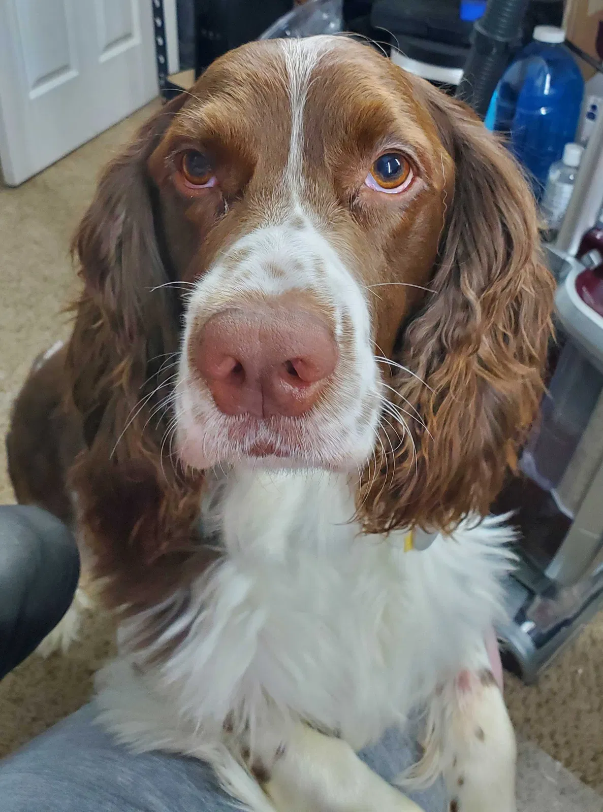 Lost dog in Florissant, MO, 63033