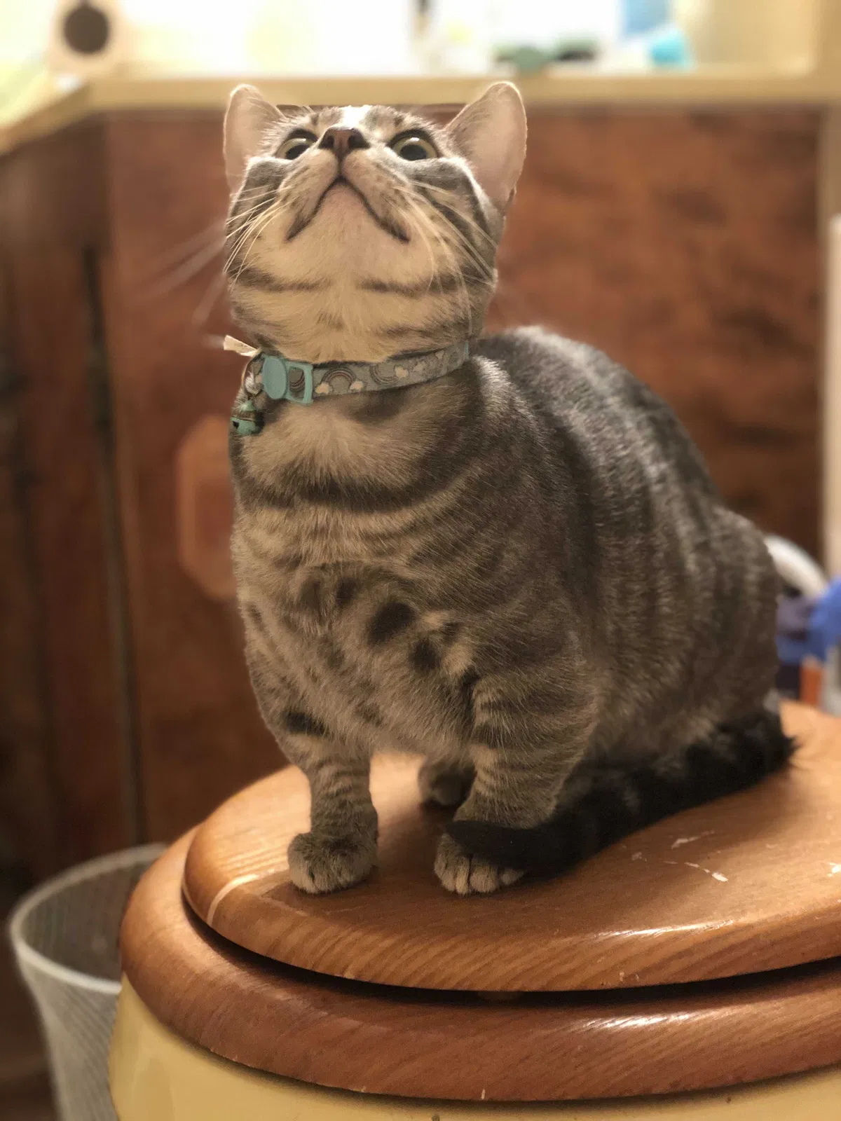 Lost cat in Tickfaw, LA, 70466