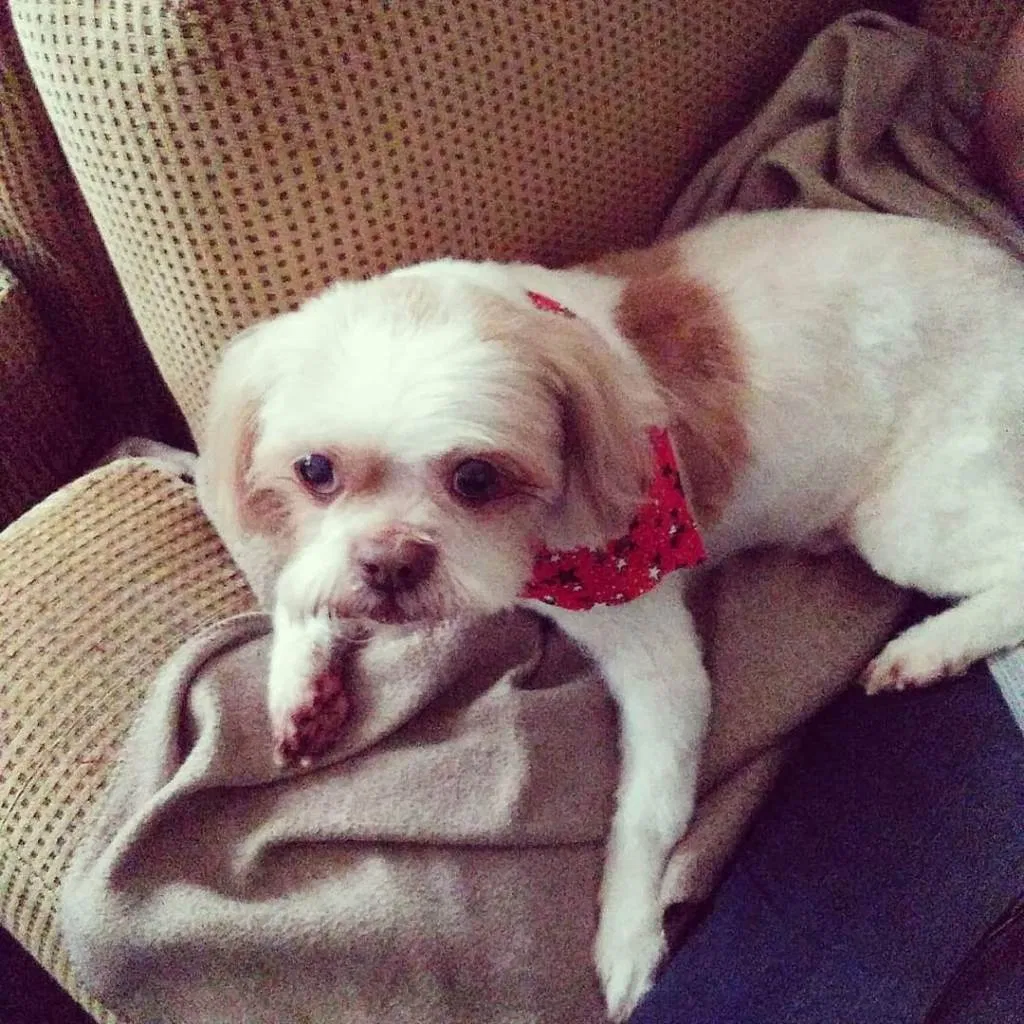 Lost dog in Tampa, FL, 33603