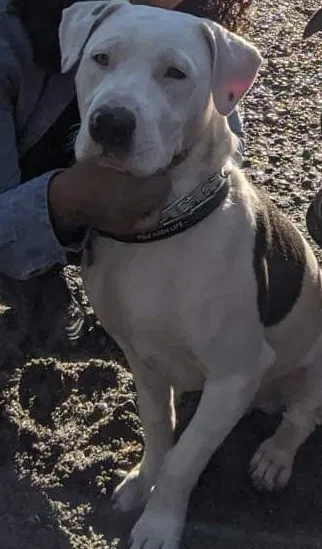 Lost dog in Canby, OR, 97013