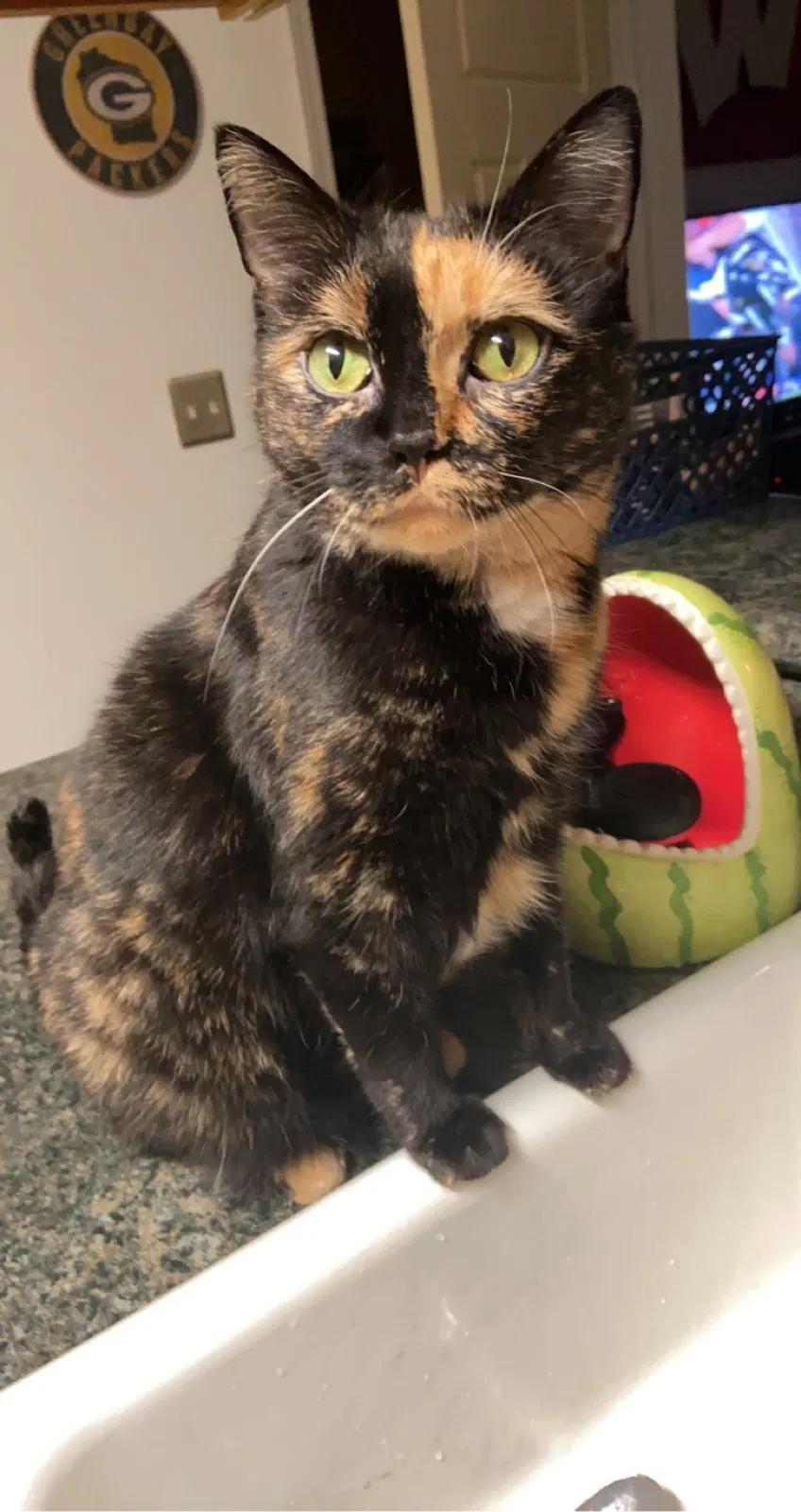 Lost cat in Denver, CO, 80231