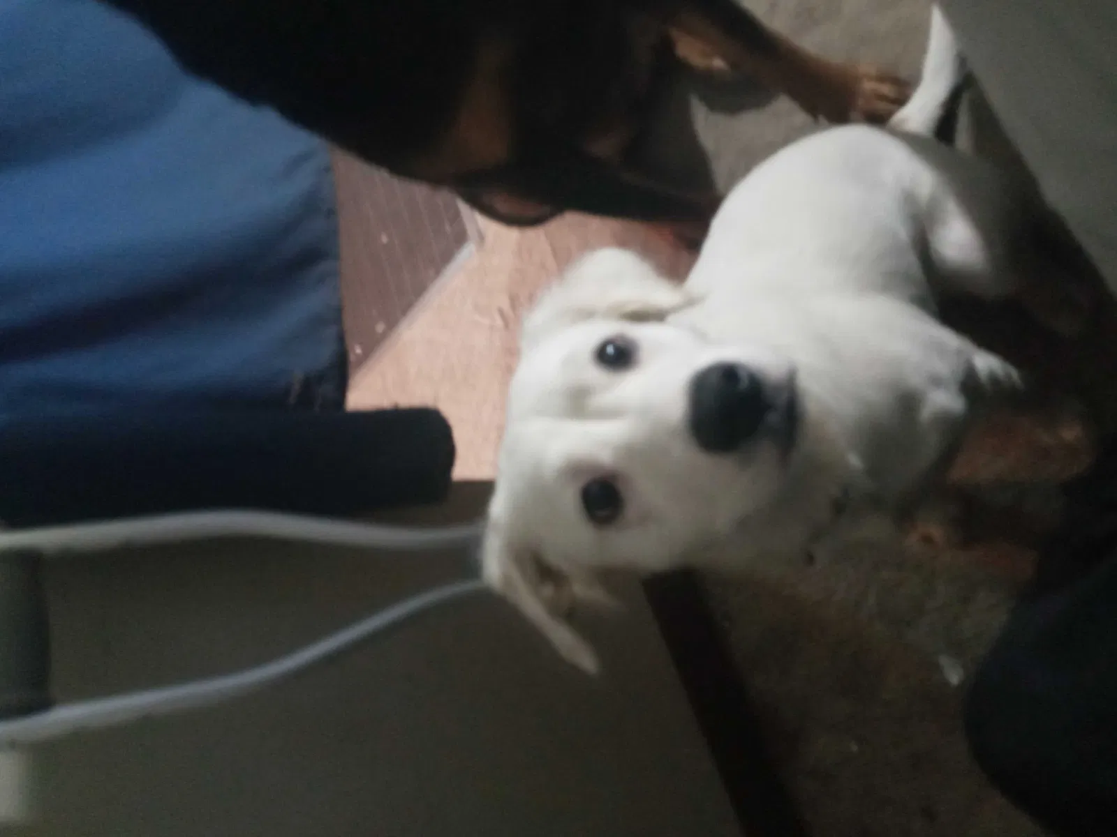 Lost dog in Dayton, OH, 45420