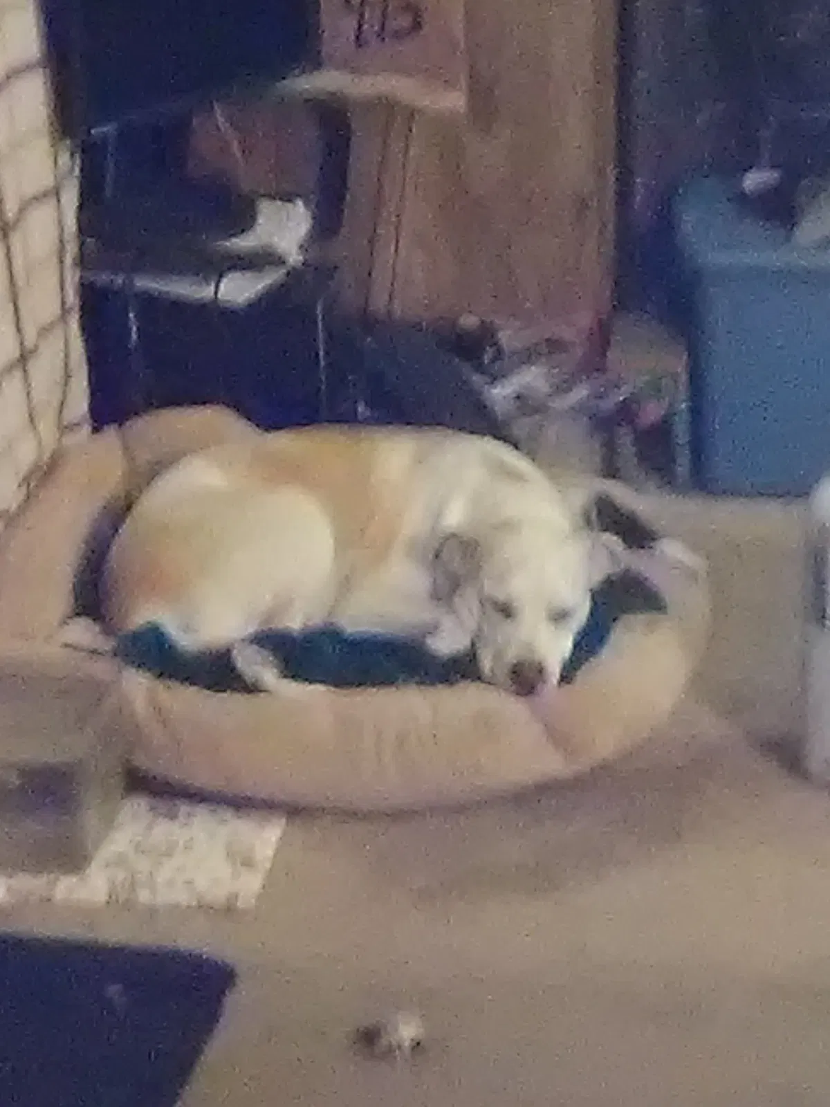 Lost dog in Eagle Rock, MO, 65641